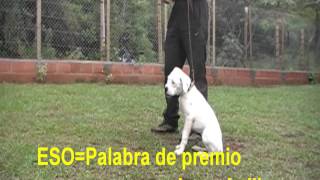 Adiestramiento canino obediencia cachorros [upl. by Ahseral]