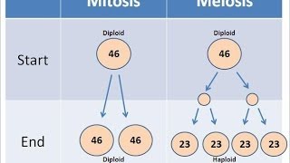 Mitosis vs Meiosis [upl. by Sibbie778]