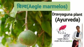 बिल्व  Aegle marmelos  Dravyaguna [upl. by Nygem]