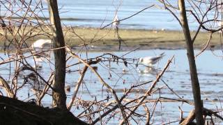 Il Verso dei Gabbianibirds nature [upl. by Norrat389]