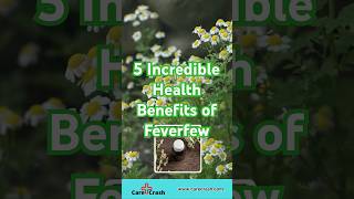 5 Incredible Health Benefits of Feverfew  carecrash [upl. by Elades871]