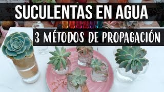 REPRODUCIR SUCULENTAS EN AGUALOGROS EN 1 SEMANA [upl. by Emya876]