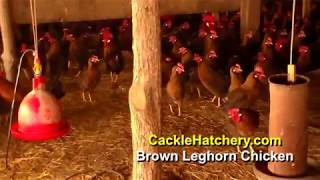 Brown Leghorn Chicken Breed Breeder Flock  Cackle Hatchery [upl. by Leahcimluap]