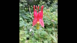 How to Start and Germinate Eastern Red Columbine From Seed Aquilegia canadensis [upl. by Akvir435]