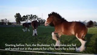 10 minutes of the Budweiser Clydesdales [upl. by Ludovick]