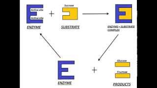 Mechanism of Enzyme Action [upl. by Adnilahs]