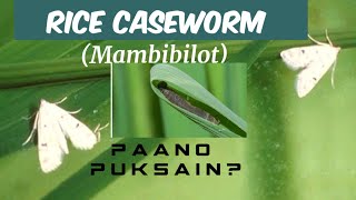 Paano puksain ang Mambibilot o Rice Caseworm [upl. by Ydna858]