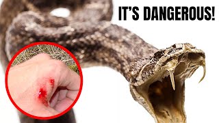 The Worlds Most Dangerous Snakes  Top 10 Deadly Serpents Unveiled [upl. by Sura724]