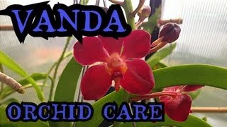 Vanda Orchid Care Info on watering and root health  quotHow to care for Orchidsquot [upl. by Avram]