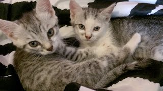 Cute little kittens  CUTENESS OVERLOAD [upl. by Elke]