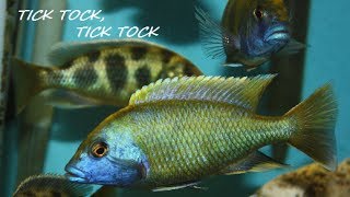 How to breed African Cichlids part 5 quotThe waiting gamequot [upl. by Lizzy]