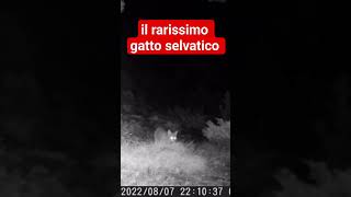 Primo gatto selvatico scoperto sullAppennino Modenese shorts viral fototrappolaggio wildcats [upl. by Pomcroy]