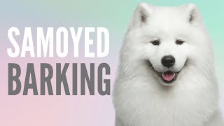 Samoyed Barking Mix With Dog Growling And Puppy Barking Sounds [upl. by Nappy]