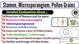 Stamen Microsporangium and Pollen Grain  Microsporogenesis class 12  Structure of microsporangium [upl. by Herb505]