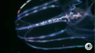 The Lovely Lobed Comb Jelly [upl. by Janeen]