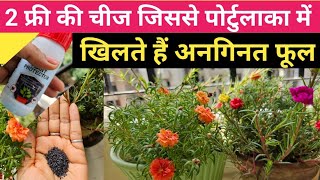 पोर्टुलाका मे एक बार आधा चम्मच और पाएं ढ़ेरो फूलHow to PropagateFertilizerBusy PortulacaMossrose [upl. by Larue784]