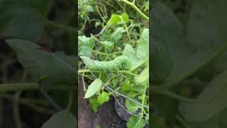 Tomato hornworm eating tomato plant [upl. by Jt735]