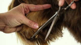 ALAA Australian Labradoodle Grooming Demo [upl. by Idorb653]