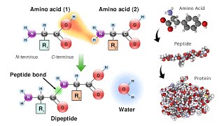 Organic Compounds Amino Acids Peptides and Proteins [upl. by Enelym649]