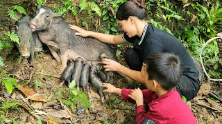 Bringing new born pigs to the barn  take care of newborn piglets and mother pigs  Chuc Thi Hong [upl. by Anitram]