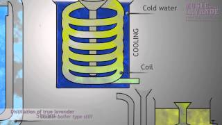 True Lavender  distillation scheme animated [upl. by Hurless575]