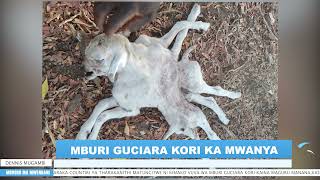 KIRANGARE RESIDENTS STUNNED AS GOAT GIVES BIRTH TO DEFORMED OFFSPRING WITH EIGHT LEGS ONE HEAD [upl. by Zeret]