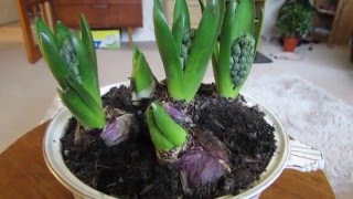 How to Force Hyacinth bulbs [upl. by Aoniak]