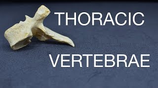 THORACIC VERTEBRAE [upl. by Brock403]