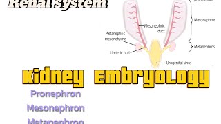 Kidney EmbryologyRenal systemUSMLEembryology usmlestep1 [upl. by Ledniahs]