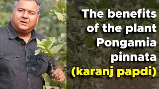 What are the benefits of the tree Pongamia Pinnata Karanj Papdi [upl. by Bradley]