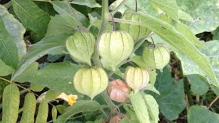 physalis planta medicinal [upl. by Ocana]