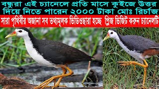 Dahuk pakhir dakডাউক পাখির ডাকकबूतर पक्षी की पुकारThe call of the dove birdਘੁੱਗੀ ਪੰਛੀ ਦੀ ਕਾਲ [upl. by Queen91]