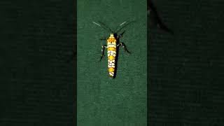 Atteva aurea Ailanthus webworm moth [upl. by Bayly707]