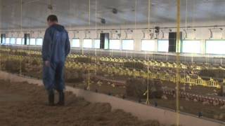 Poultry Production  Frogmary Green Farm [upl. by Idalla]