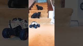 Day 42🐾PT3  Socializing feral kittens to a remote ctrl🚗🐕 blackcat cats [upl. by Ingunna]