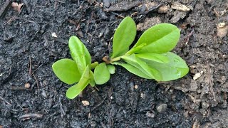 planting Waterleaf seeds  How to Grow Waterleaf from seeds [upl. by Akilat]