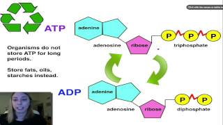 ATP ADP Cycle [upl. by Candida]