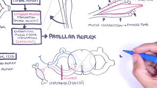 Introduction to how reflexes work  reflex arc monosynaptic and polysynaptic reflexes [upl. by Reitman]