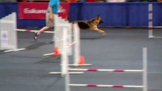 German Shepherd at the AKC Agility Invitational 2008 [upl. by Hokanson]