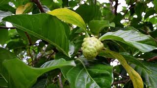 Noni plant  or Morinda citrifolia plant  fruit  The Crocus Bag Farmer [upl. by Asselam]