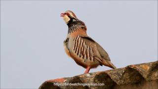 Redlegged Partridge Bird Hide Photography BSP6 Portugal [upl. by Latty829]