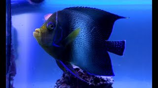 Морская рыба ангел Pomacanthus semicirculatus Koran Angelfish взрослый [upl. by Vern101]