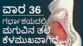 The Pregnancy  Week by week  Kannada  Week 36 [upl. by Kiri]