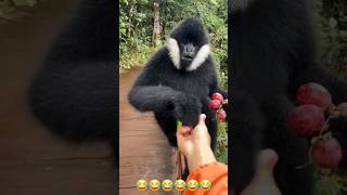 Black Crested Gibbon trending youtubeshorts funny shorts [upl. by Krishnah]