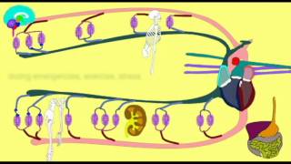 VASOCONSTRICTION DIRECTING BLOOD FLOW [upl. by Ivens]