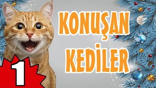 Konuşan Kediler 1  En Komik Kedi Videoları [upl. by Asiel975]