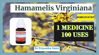 Hamamelis Virginiana Homeopathic Medicine  1 Medicine 100 uses  piles drpriyankashomeopathy [upl. by Barnum913]