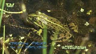 Pelophylax  groene kikker  green frog [upl. by Rebme960]