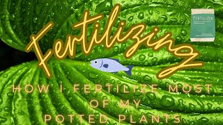 Fertilizing  How I Fertilize Most of My Potted Plants  Organically [upl. by Mateusz]