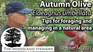 Autumn Olive Elaeagnus umbellata – Tips for Foraging and Management in Natural Areas [upl. by Swiercz]